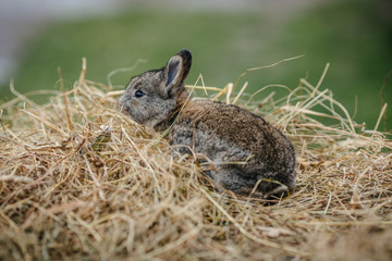 close up in top view of young cute rabbit's face