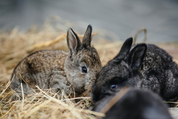 Naklejka na ściany i meble mage of two grey rabbits in green grass outdoor