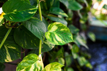Devil's ivy - Golden Pothos