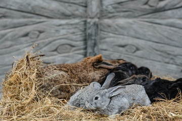 A group of young rabbits in the hutch