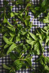 Freshly harvested mint leaves. Useful herbs to dry, billet