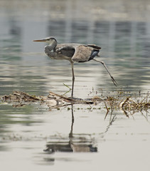 Grey heron perched on plants in river