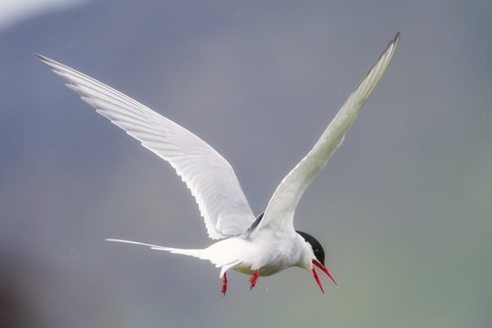  Arctic tern (Sterna paradisaea) in flight, Iceland, 