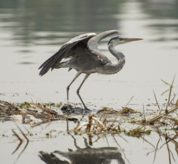 Grey heron perched on plants in river