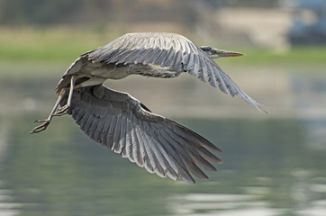 Grey heron in flight over river