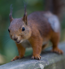 Red squirrel