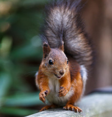 Red squirrel