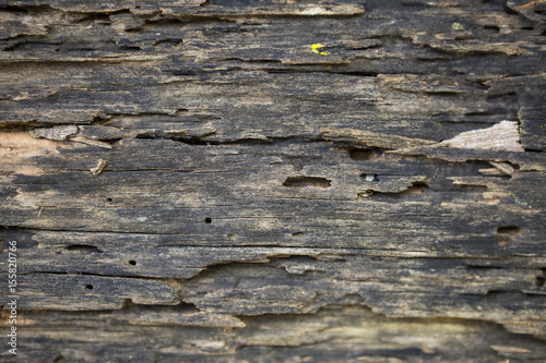 Closeup Old Damage Wood Texture Termite Damage Wood Floor Stock