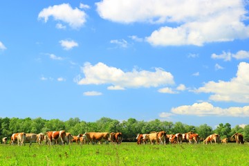 Cows herd