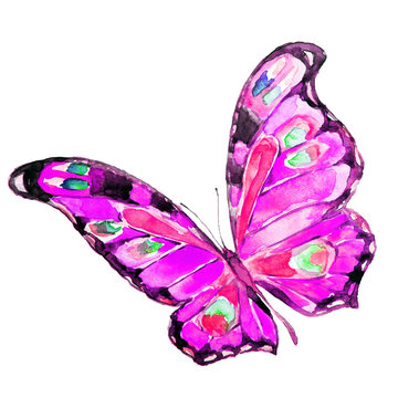 beautiful pink butterfy,watercolor,isolated on a white