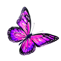 beautiful violet butterfy,watercolor,isolated on a white