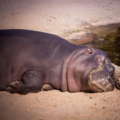 Large hippo laying in the sand. Hippopotamus is a large omnivorous mammal
