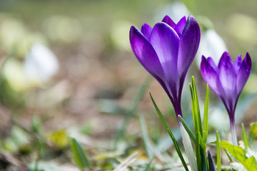 Saffron