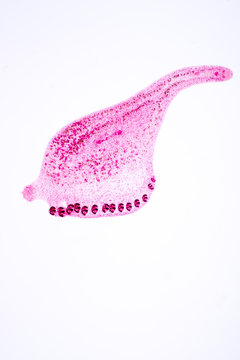 Gastrocotyles sp. under microscope view.