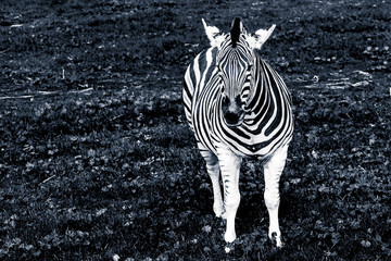 Portrait of the Plains Zebra in black and white