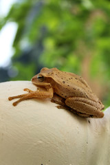 Goan frog sitting outside house on white balkony