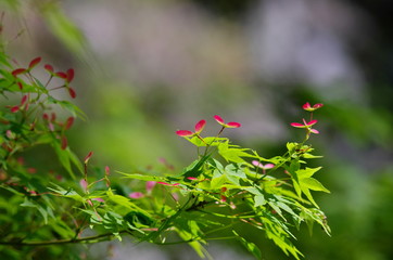 モミジの新緑と種子