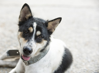 Dog with mouth open and tongue removed