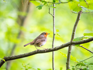 Robin