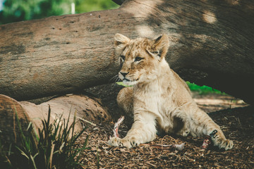 Young lion cub lying under tree trunk