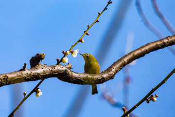 The Japanese White-eye and white plum blossoms. Located in Tokyo Prefecture Japan.