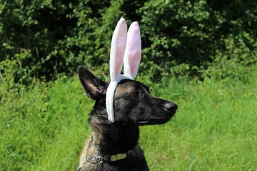 chien berger belge malinois coiffé d'oreilles de lapin