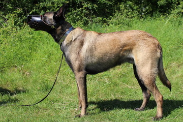 chien berger belge malinois avec muselière de frappe blindé