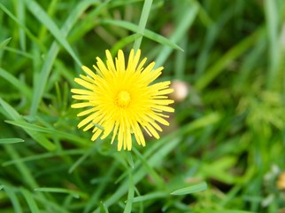 The yellow dandelion on a close up view.