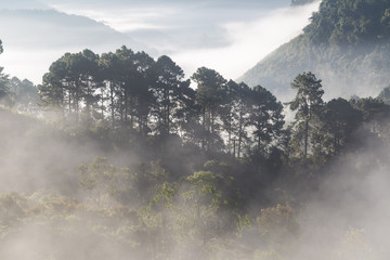 Mountain scenic haze foggy in the morning while sunrise