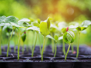 Melon sprout growing up in seedling tray.