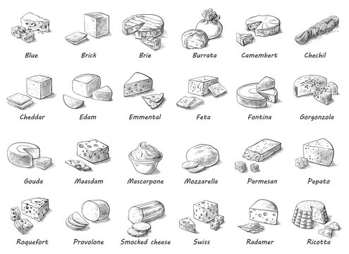 Graphic sketch of different cheeses. Vector set of realistic outline dairy products. Isolated curds collection used for logo design, recipe book, advertising cheese or restaurant menu.