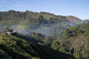 Tea plantation farm on  mountain