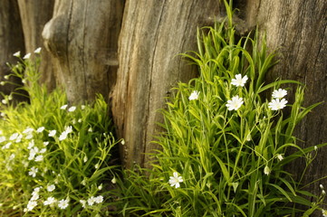 spring fresh green forest