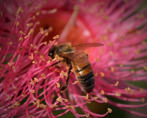 Bee