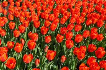 Red tulips flowers