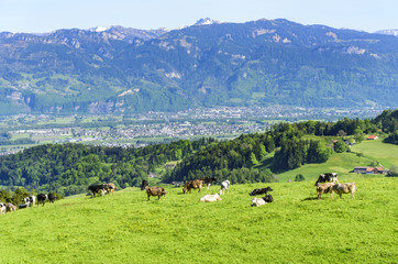 Weidewirtschaft in der Ostschweiz