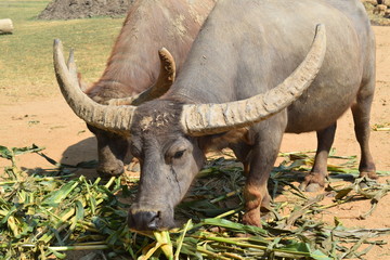 Ankole Longhorn