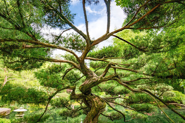 Fototapeta premium Tree - Japanese Garden