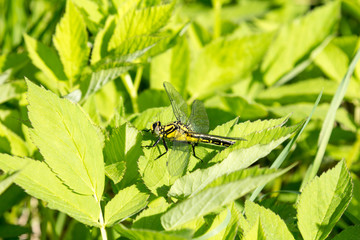Beautiful dragonfly on leaves