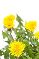 Yellow dandelion flower over white background