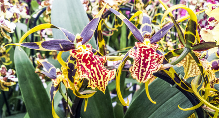 Cambria orchid. Banfieldara Gilded Tower 'Mystic Maze'.