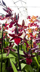 Orchid Cambria Colmanara Massai 'Red'