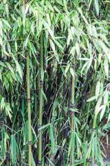Green Bamboo Thicket