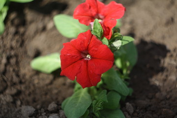 flower