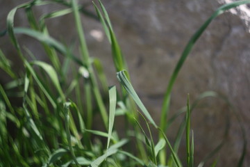grass