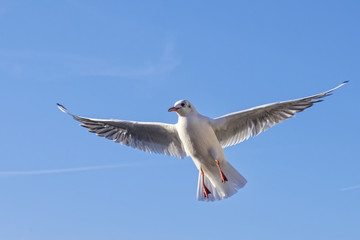 oiseau en vol