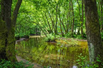 Beautiful forest landscape with reflections of trees in the water. Bosnia and Herzegovina, park Vrelo Bosne