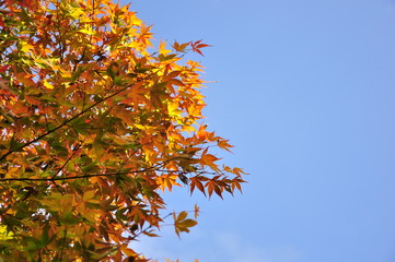 日本庭園の紅葉と空