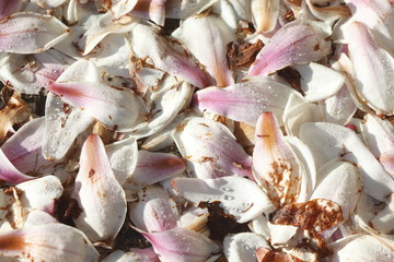 am Boden liegende Magnolienblütenbätter