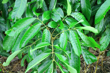 Longan tree in longan orchard